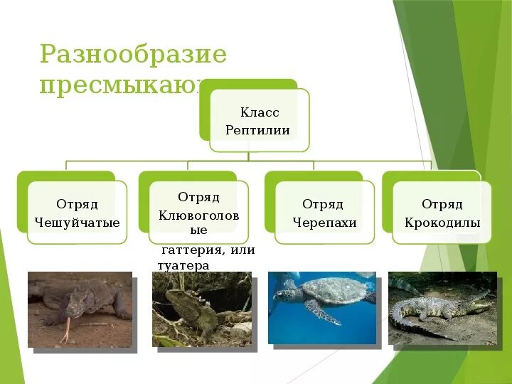 Самостоятельная работа по пресмыкающимся. Представители пресмыкающихся 7 класс биология. Класс пресмыкающиеся или рептилии. Пресмыкающиеся 7 класс биология. Класс пресмыкающиеся 7 класс биология.