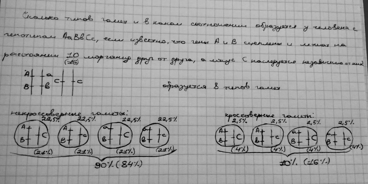 Сколько типов гамет образует aabbccdd. Сколько типов гамет образуется у человека имеющего генотип xdxd. Гаметы aabbccdd. Какие гаметы образует организм с генотипом aabbccdd. Aabbccdd сколько типов гамет.