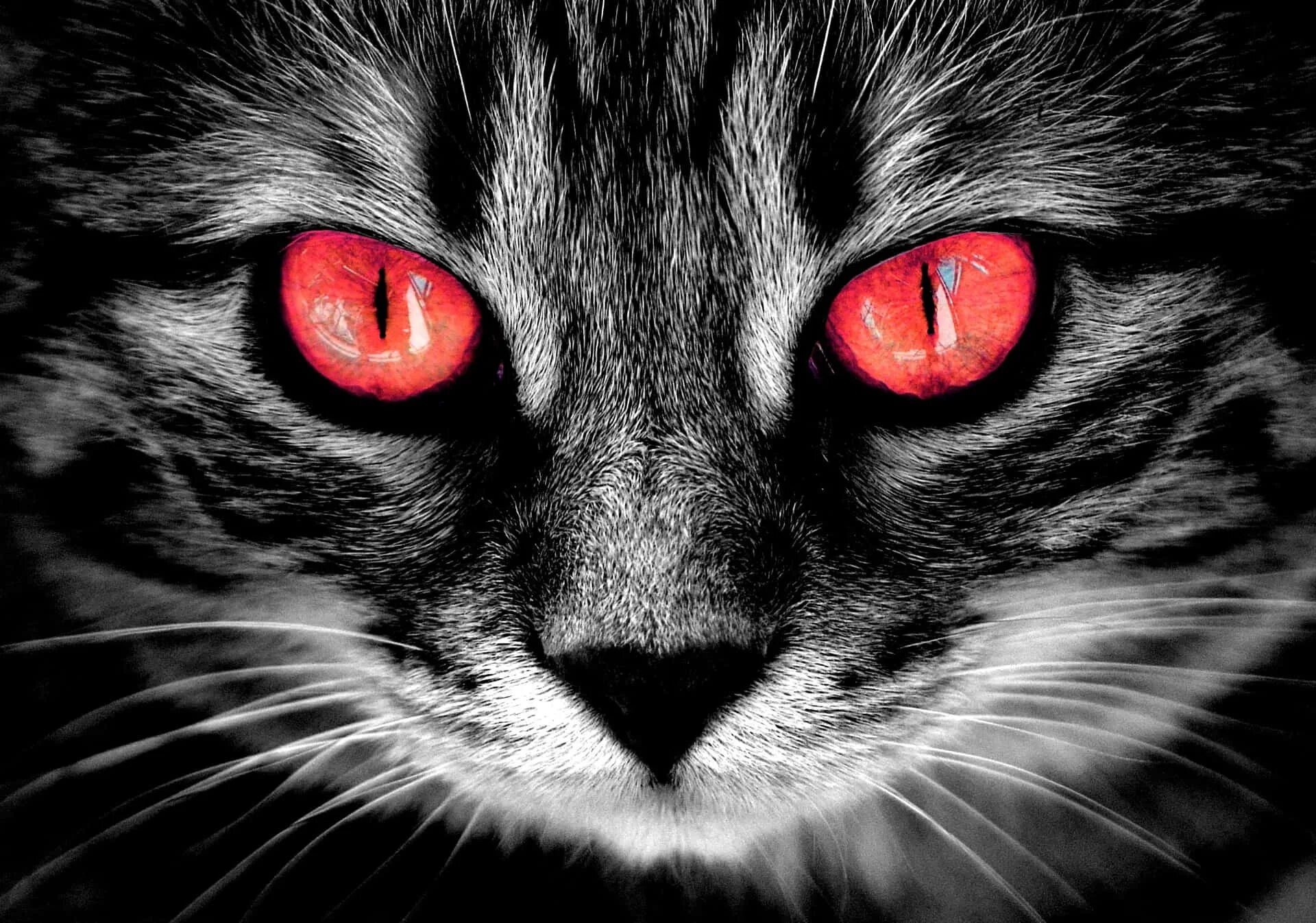 Жуткая кошка. Чёрный кот с красными глазами. Коты с красными глазами.