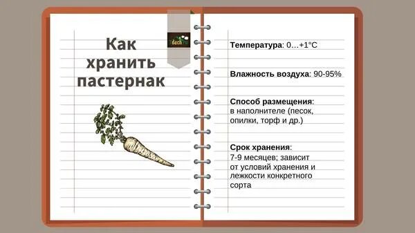 Как хранить пастернак корневой
