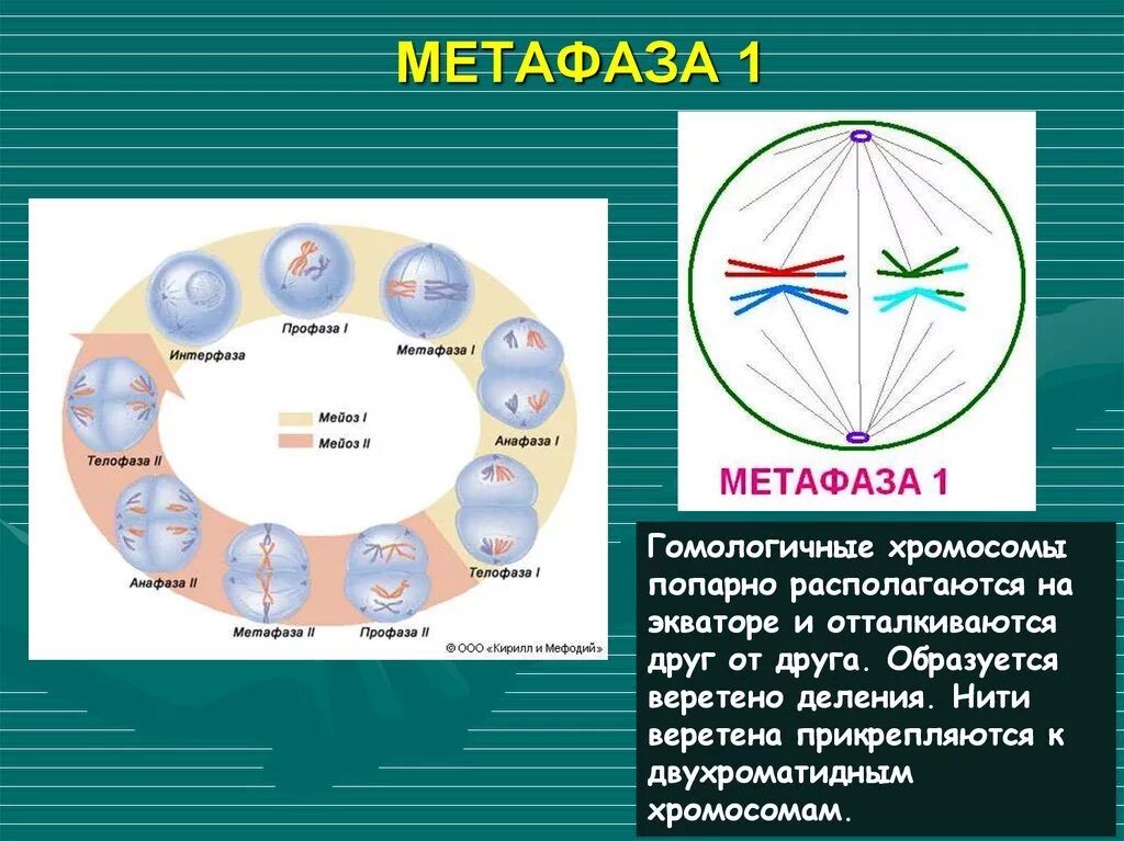 В метафазе первого деления мейоза происходит. Метафаза 1. Фазы деления мейоза метафаза. Фазы мейоза метафаза 1. Метафаза 1 деления мейоза.