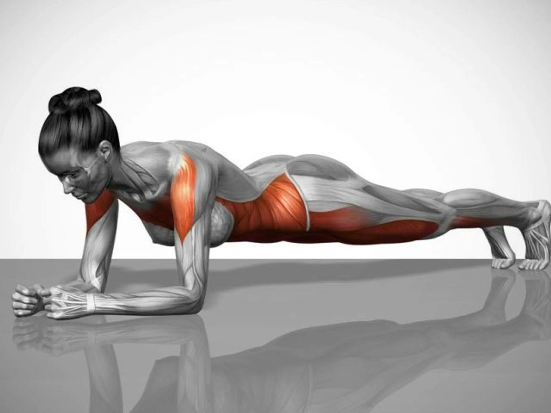 Планка упражнение мышцы задействованные. Планка (Plank):. Чатуранга дандасана анатомия. Планка статическое упражнение.