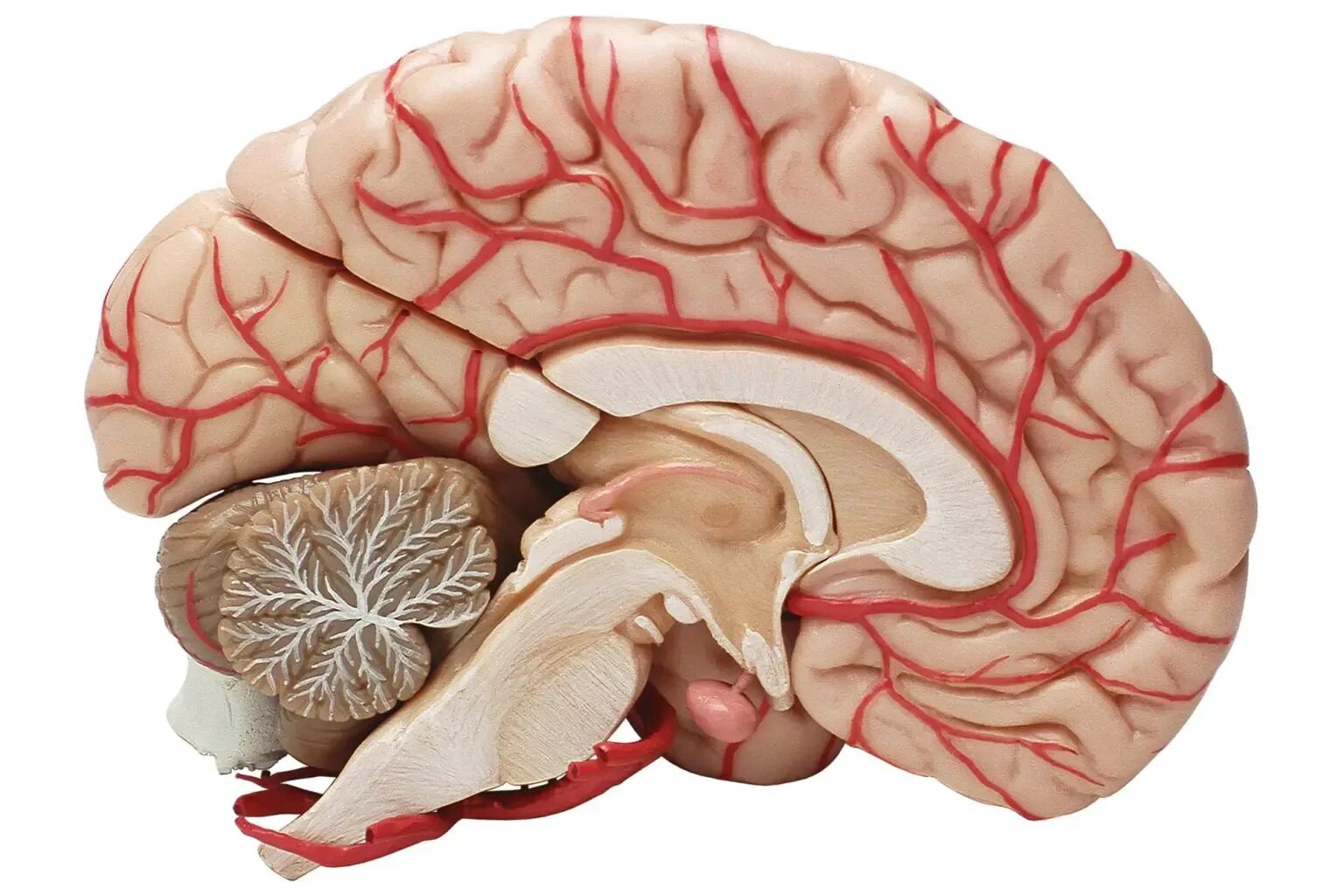 Brain 52. Мозолистое тело головного мозга. Кровоток головного мозга.