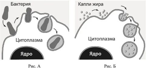 Плазматическая мембрана участвует в фагоцитозе