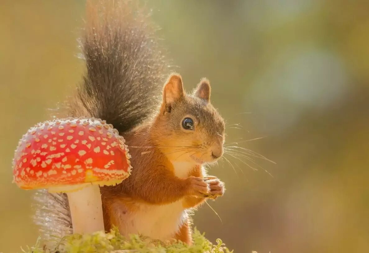 Природные белки. Белкин мухомор сладков. Белка с мухомором. Почему животные иногда едят мухоморы. Лиса ест грибы.