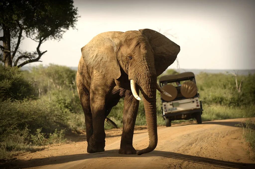 Trip africa. Нацпарк Пиланесберг. Super Safari Elephant.