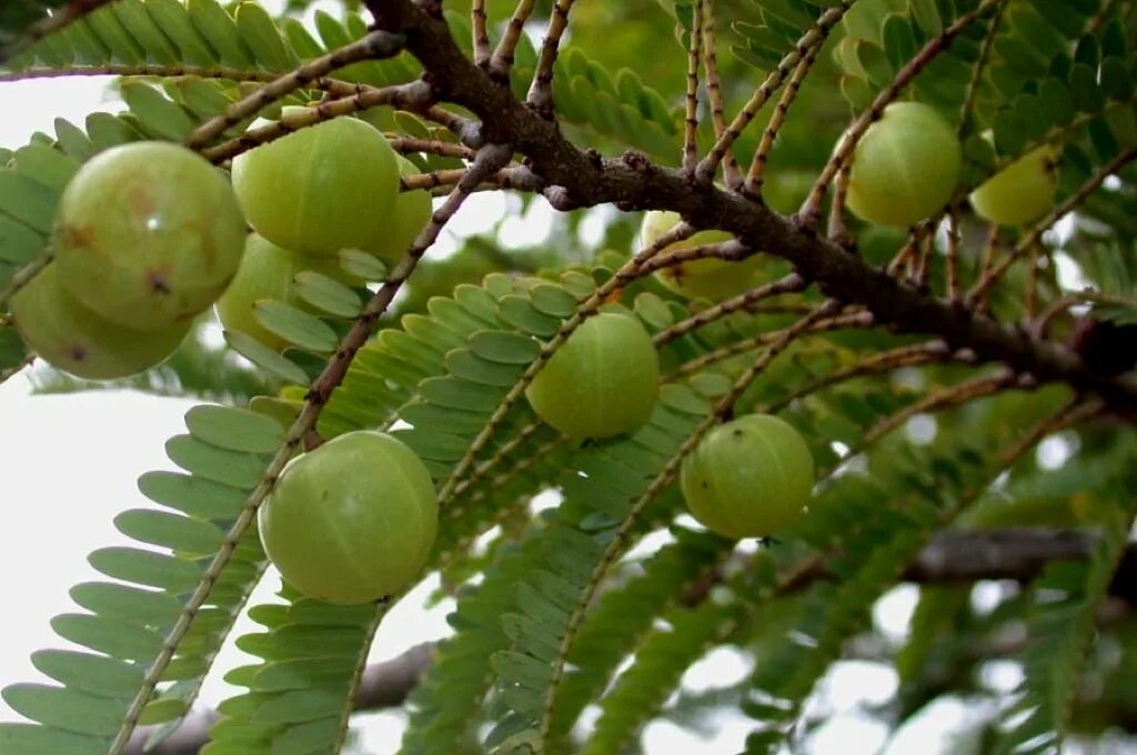 Амла (Emblica officinalis). Амалаки индийский крыжовник. Амла дерево амалаки. Амла (эмблика, индийский крыжовник). Индийский крыжовник