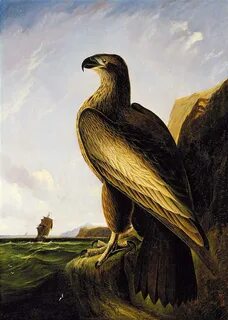 Ca eagle rising