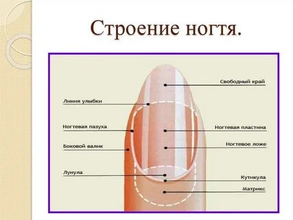 Что такое матрикс ногтя