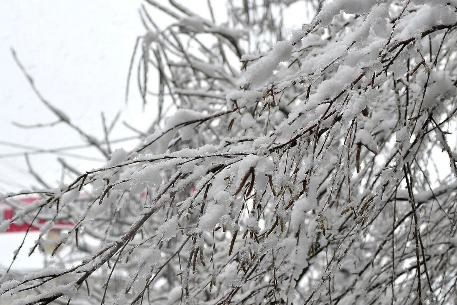 Толстой погода после мокрого. Мокрый снег на деревьях. Сильный мокрый снег налипание. Налипание мокрого снега. Налипание снега на провода и деревья.