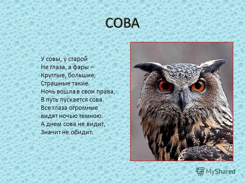 У Совы у старой не глаза а фары. Сова видит днем. Глаза как у Совы. Зрение Совы ночью.