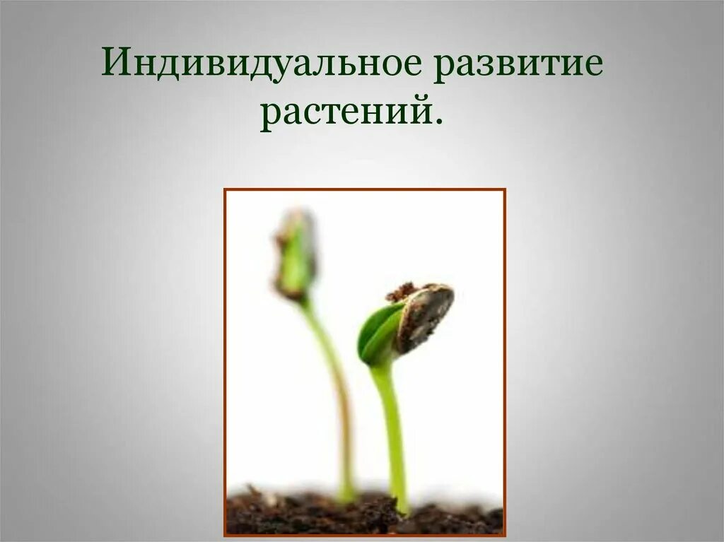 Периоды индивидуального развития растений. Развитие растений. Этапы индивидуального развития растений. Индивидуальное развитие цветковых растений. Схема индивидуальное развитие растений.