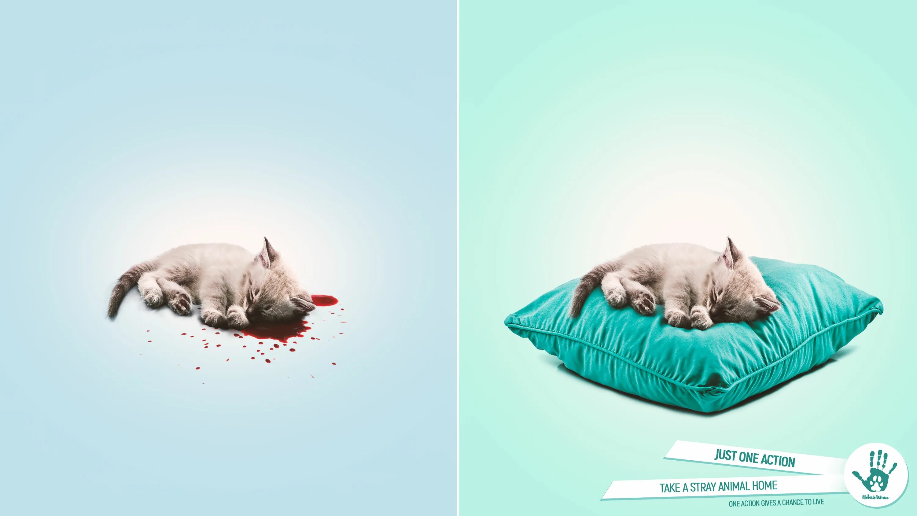Реклама с животными. Социальная реклама животные. Социальная реклама про бездомных животных. Stray animals. Some animals go to a shelter