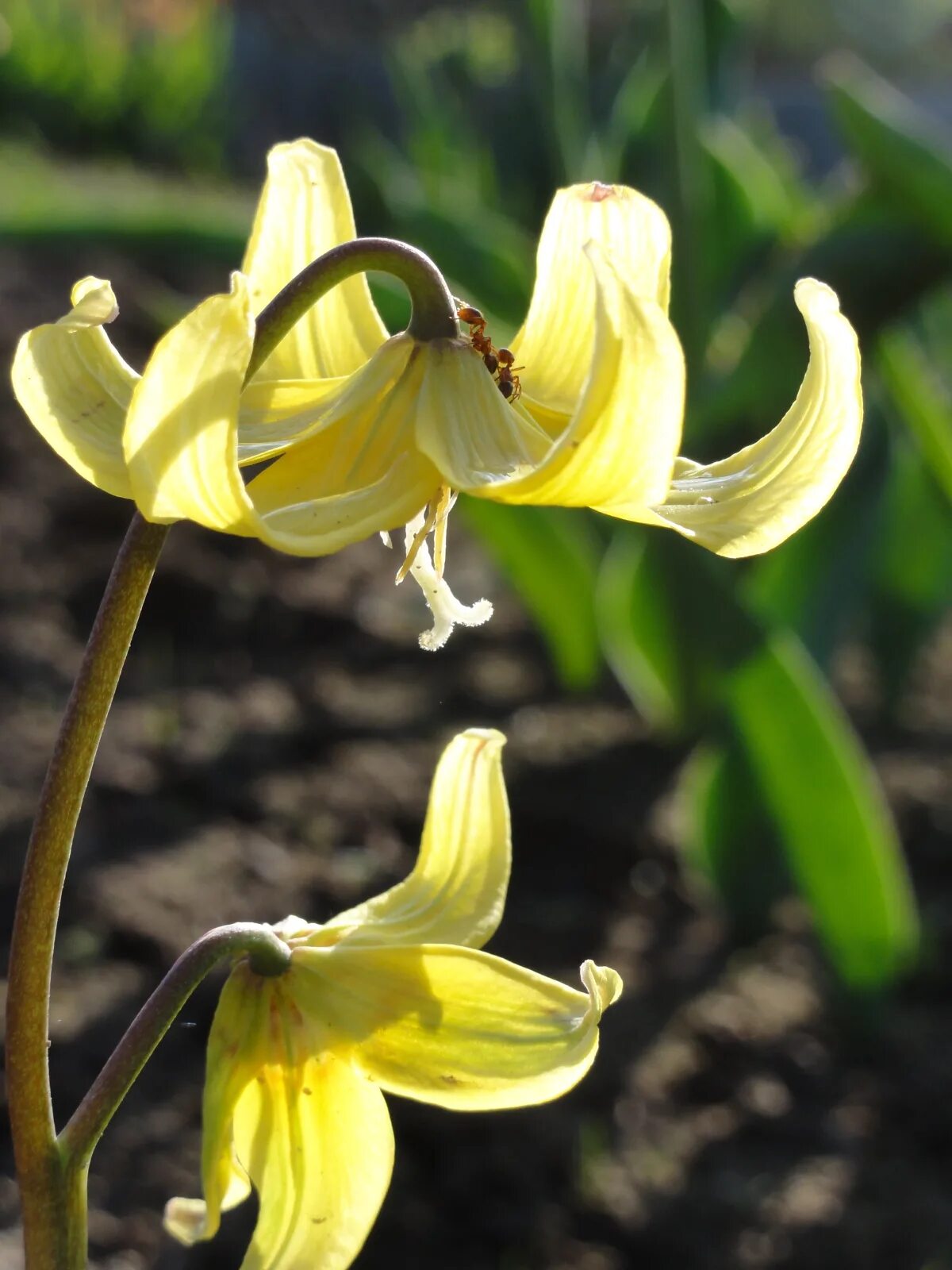 Эритрониум Кандык. Кандык (Erythronium). Кандык Кондо. Кандык туолумнийский. Эритрониум