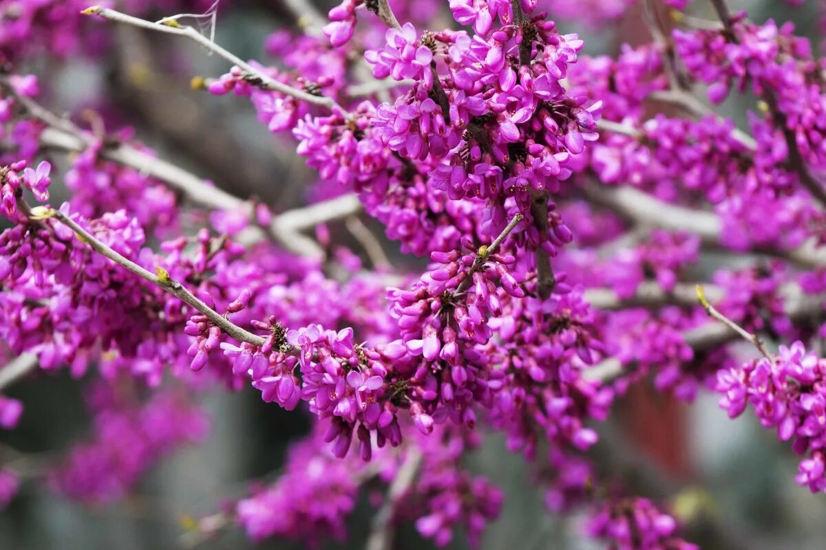 Багряник Иудино дерево. Иудино дерево (Cercis siliquastrum). Церцис Европейский Иудино дерево. Багрянник/церцис/Иудино дерево.