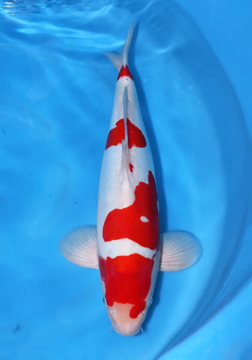 Карп кои япония. Самый большой карп кои. Карп кои платиновый вуалевый. Самый кои. Карп кои окрасы.