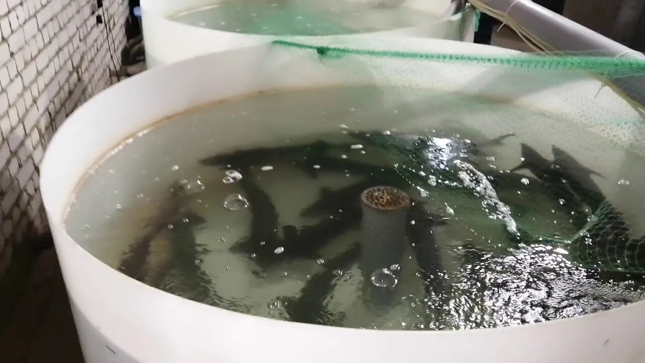 Узв видео. Вращающийся биофильтр для узв. Биозагрузка для узв. Узв видео. Узв видео.