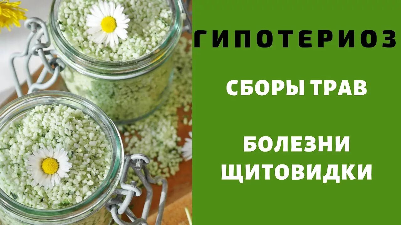Траволечение щитовидной железы. Травы при гипотиреозе щитовидки. Фитощит инструкция. Сбор для щитовидки. Травы при гипотиреозе щитовидки.