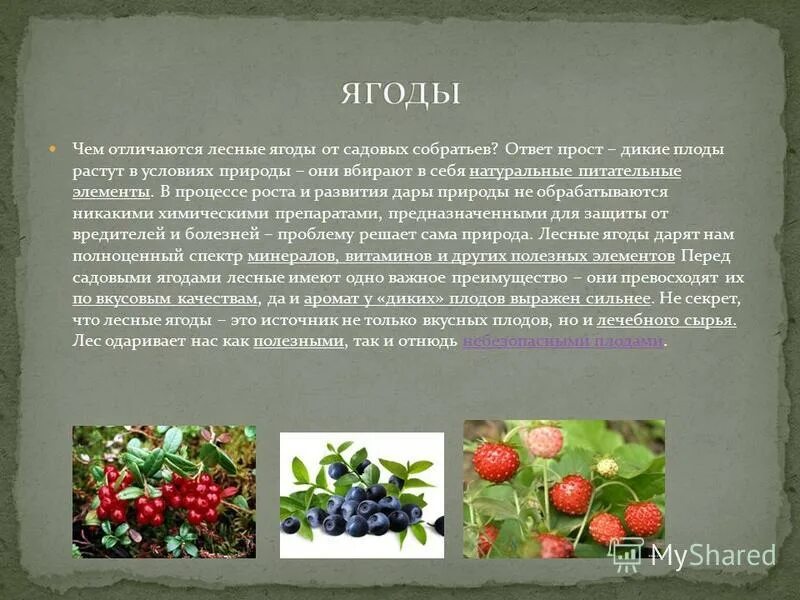 Лесные ягоды словами. Лесные ягоды презентация. Лесная ягода сообщение. Ягоды описание. Ягодные дикорастущие растения.