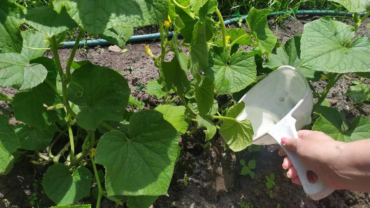 Огурец хитрец. Огурец хитрец. Огурец хитрец. Хитрый огурчик пинясов. Огурец малютка-анютка f1.