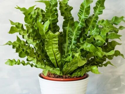 Low plants