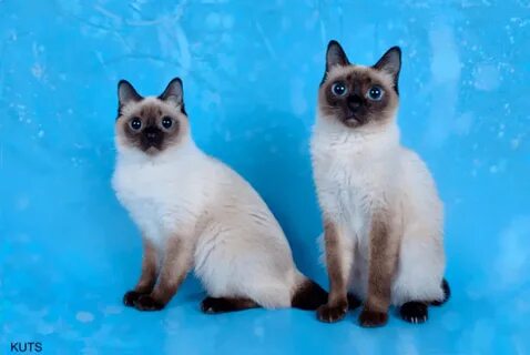 Кошка дона