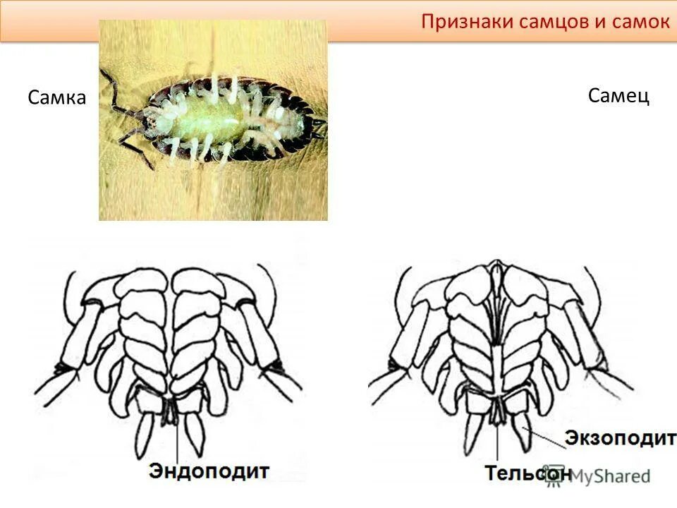 признаки самца. наследование признаков у дрозофилы. мемы про альфа самцов. признаки самца. признаки самца.