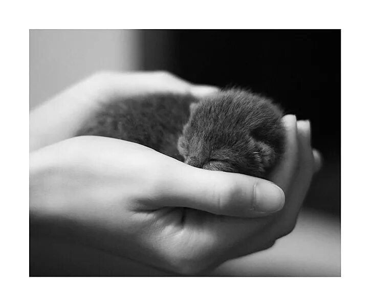 Маленький котенок в руках. Котенок на ладошке. Котенок на ладони. Маленький котенок на ладошке. Потерпи маленькая