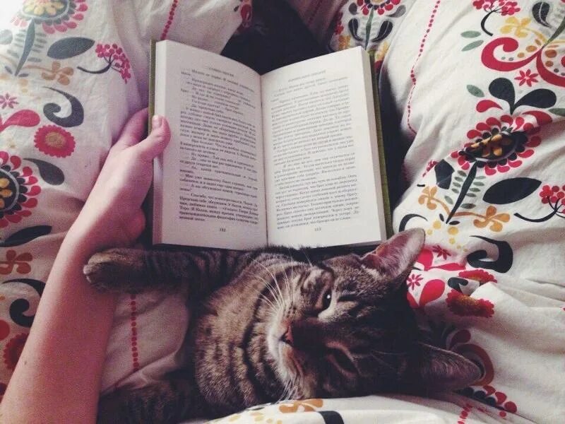 Девочка с котятами. Девушка книжка кот. Девушка читает коту. Уютные кошки. Девушка читает коту.
