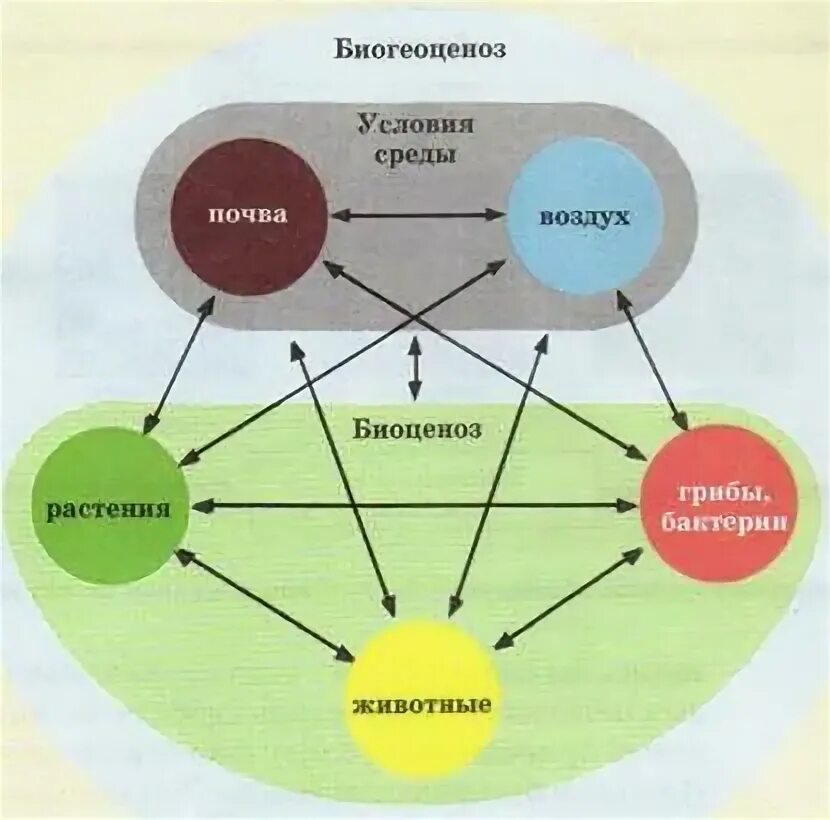 Примером биогеоценоза может служить организм человека. Схема биогеоценоза. Структура биогеоценоза схема. Биогеоценоз схема пример. Биогеоценоз среда.