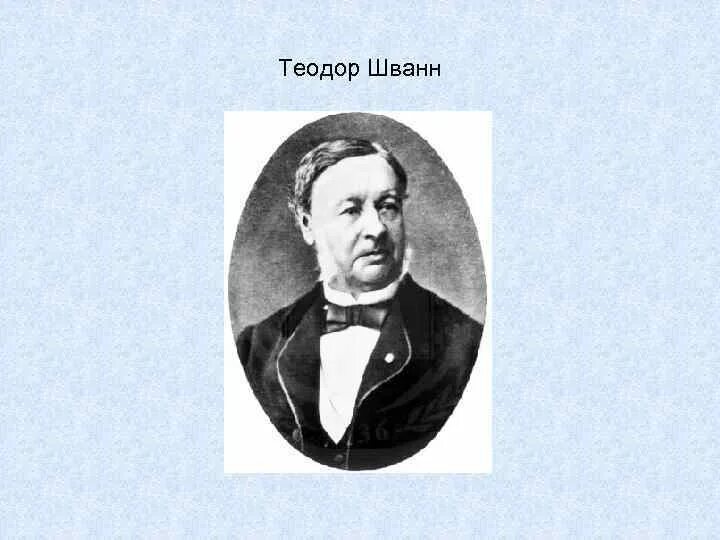 Т шванн сформулировал. Теодор шванн. немецкий зоолог теодор шванн.. т шванн что открыл. теодор шванн портрет.