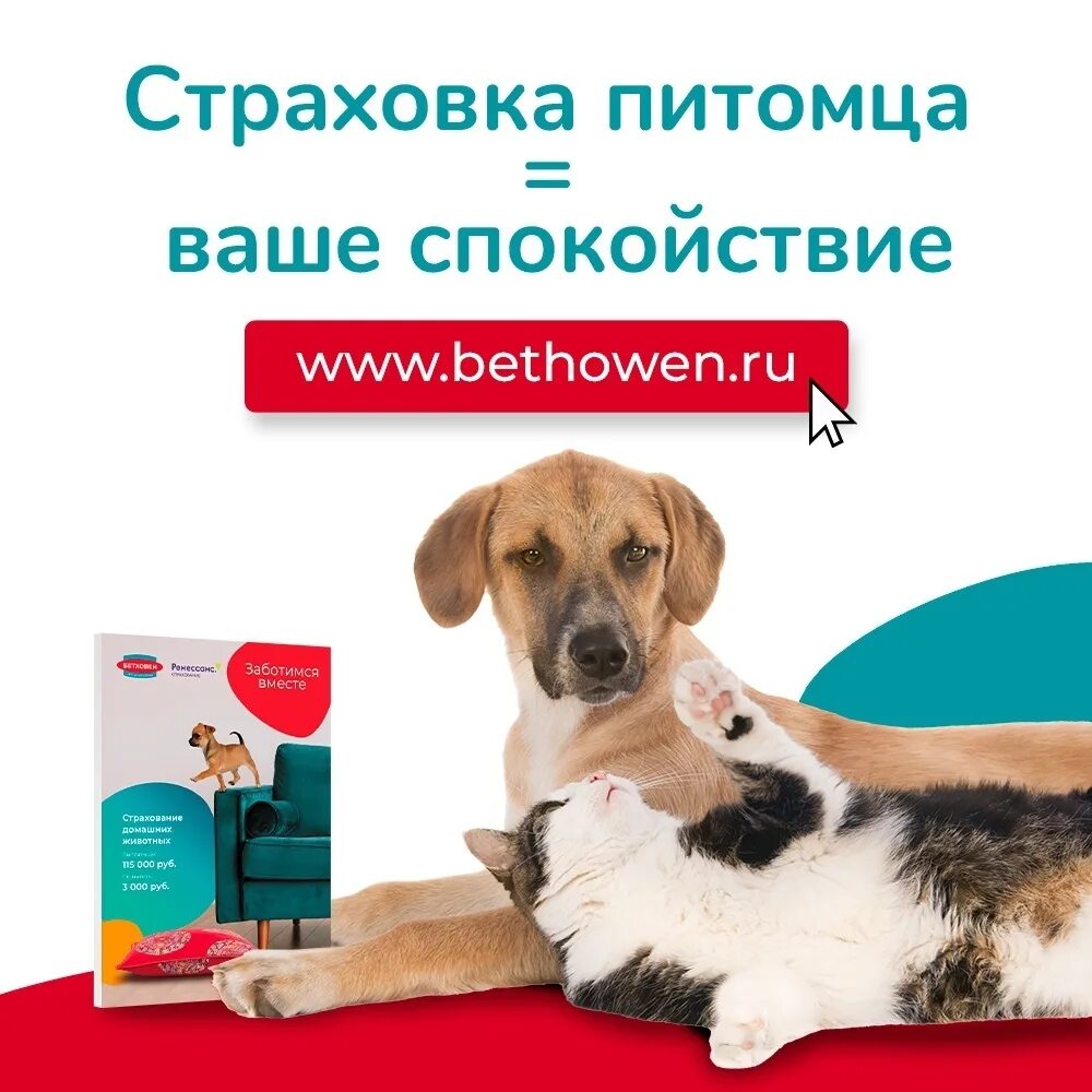 Страхование животных. Страхование питомцев. бетховен зоомагазин животные. реклама страхование питомца.