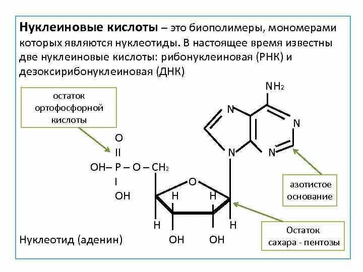 Нуклеотиды и нуклеиновые кислоты. Нуклеиновые кислоты это биополимеры. Полимеры нуклеотидов. Нуклеотиды мономеры нуклеиновых кислот.