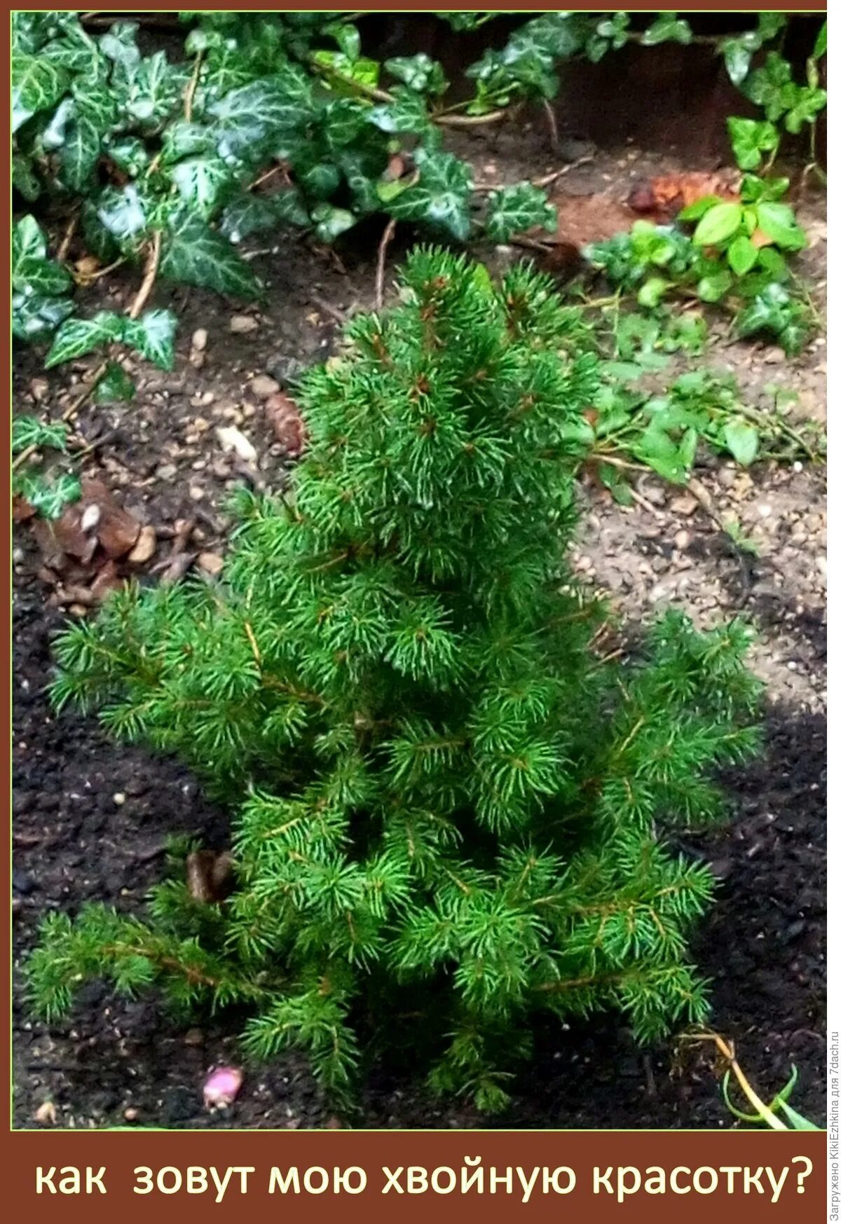 Маленькая хвойная. Сосна горная пумилио. Abies procera 'glauca prostrata'. Пицея томпа. Сосна горная (pinus mugo subsp mugo).