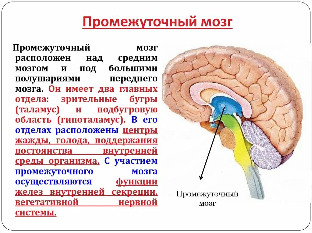 Головной мозг границы. Части промежуточного мозга. Функции промежуточного и переднего мозга. Головной мозг строение и функции. Промежуточный и конечный мозг.