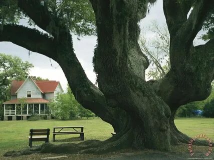 Under the oak tree