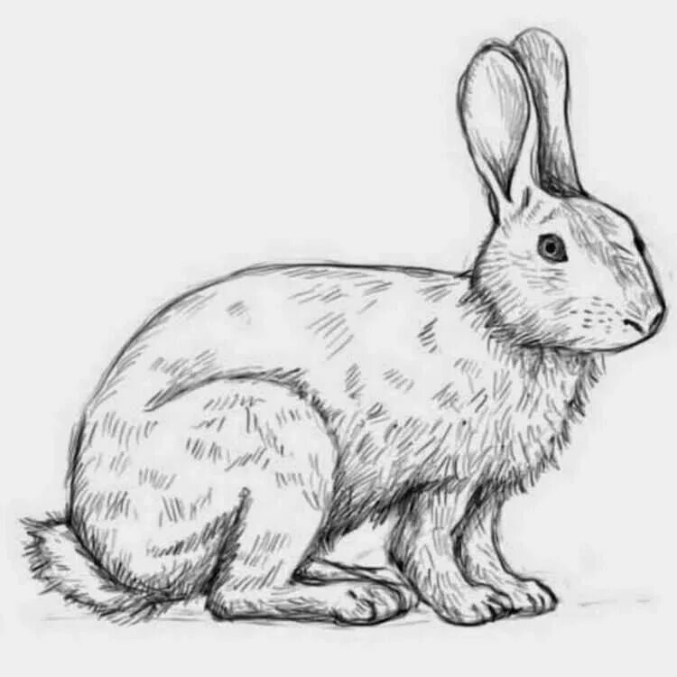 Нарисовать кролика карандашом. Заяц Беляк рисунок. Заяц Беляк для срисовки. Заяц Беляк рисунок легкий. Рисунок зайца карандашом для срисовки.