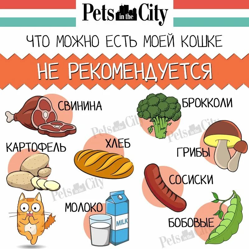Какие продукты нельзя давать. Что нельзя есть кошкам. опасные продукты для кошек. список еды для кошек. запрещенные продукты для кошек.