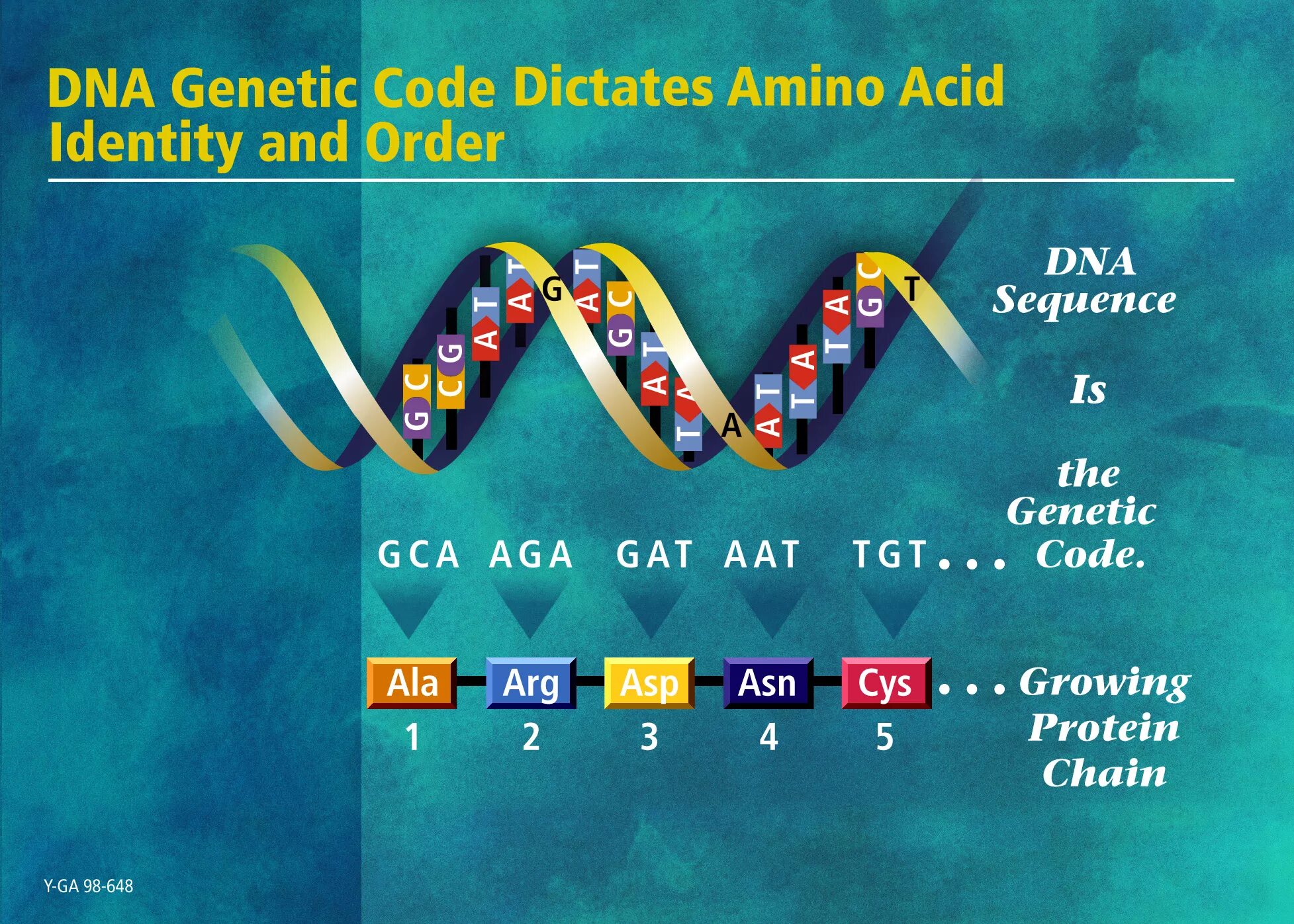 Coding dna