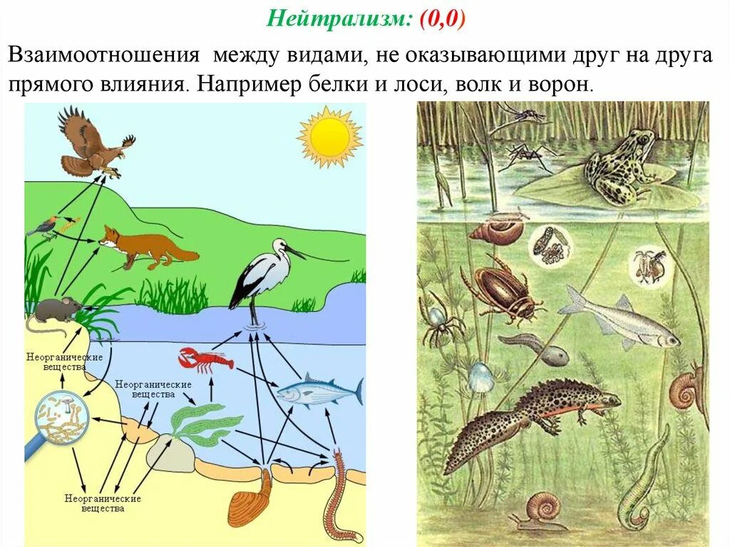 Конспект урока взаимосвязи организмов в природных сообществах. Взаимосвязи организмов в сообществе. Взаимосвязи организмов в природных сообществах. Взаимосвязи организмов в сообществе 5 класс. Виды взаимосвязи между видами прямые.