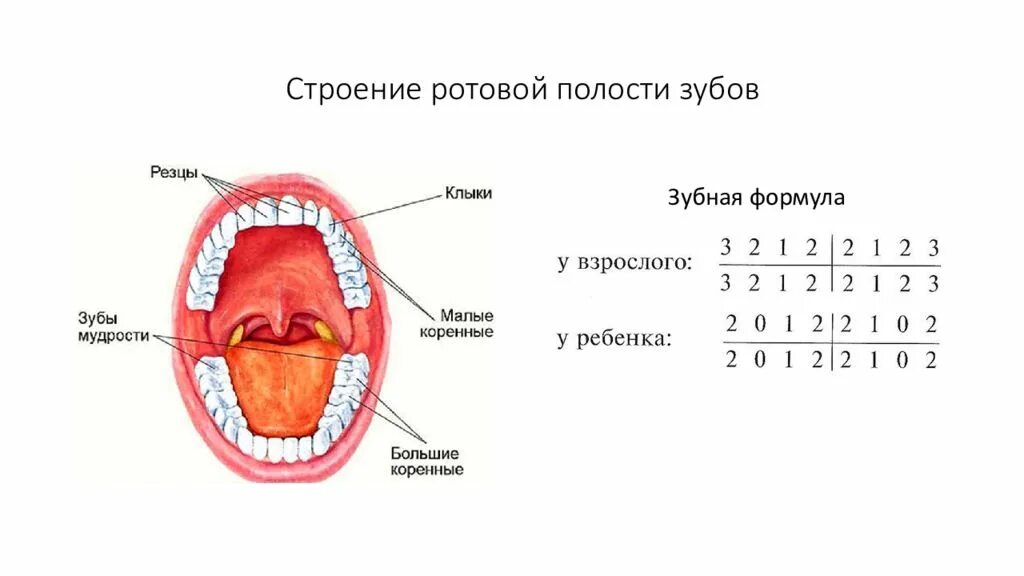 Схема зубов в ротовой полости. Ротовая полость формула зубов. Пищеварительная система ротовая полость (с зубами. Зубы строение формула. Ротовая полость зубы человека