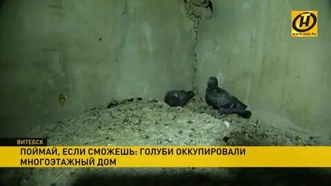 Голуби на чердаке многоквартирного