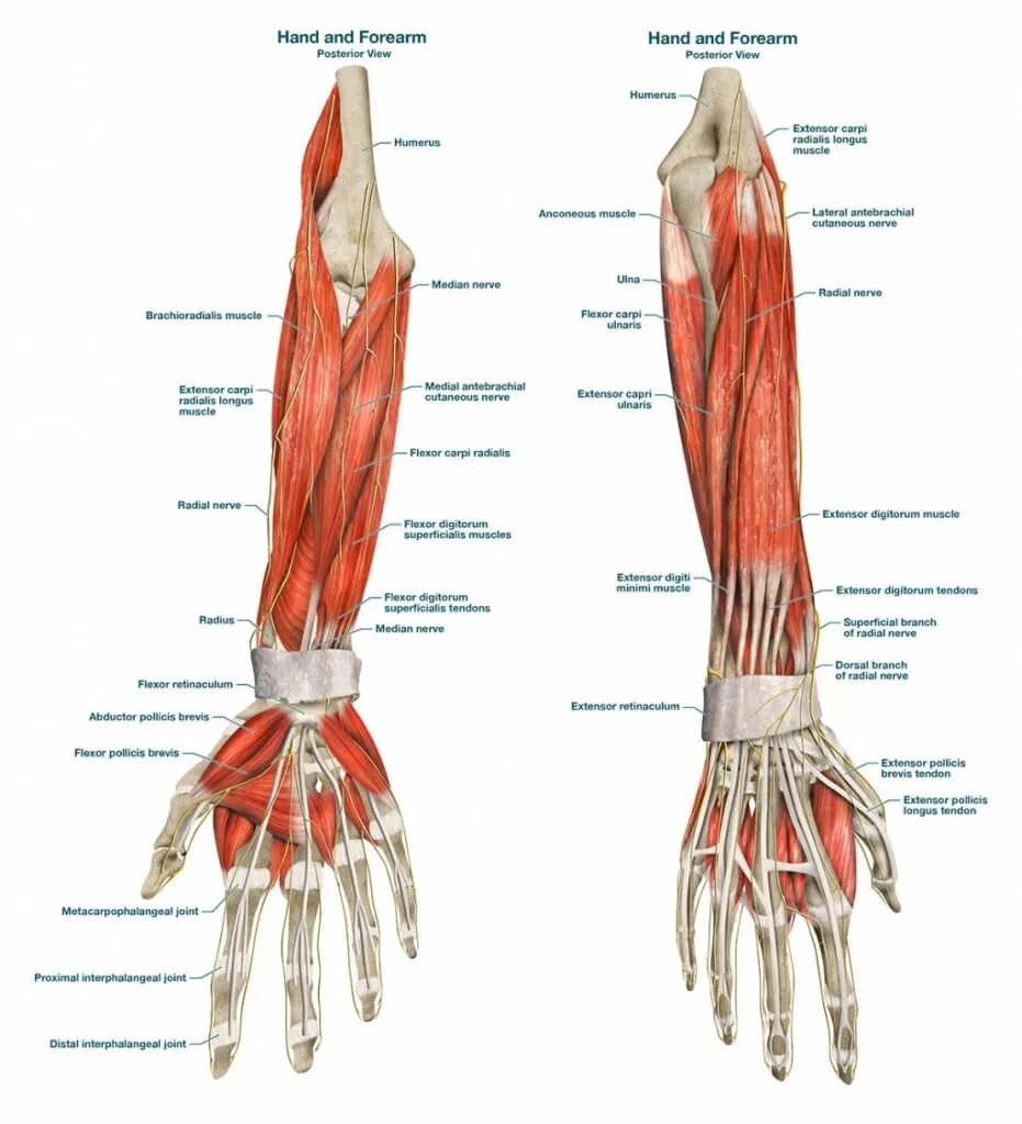 Связки на руке. Мускулатура предплечья и кисти анатомия. Строение мышц предплечья руки. Анатомия руки человека предплечье. Анатомия предплечья мышцы связки сухожилия.
