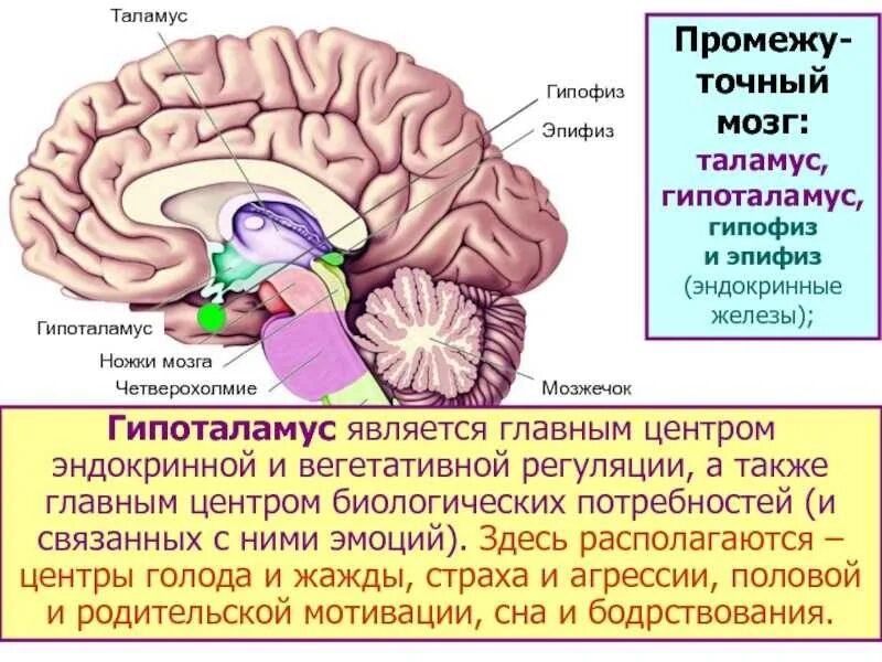 Какой отдел головного мозга обеспечивает координацию движения