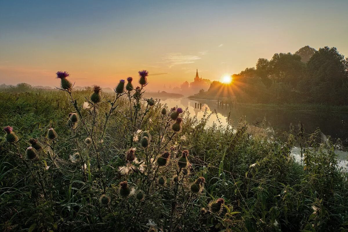 Ромашковое поле в лучах солнца. Полевые цветы. Рассвет летом. Рассвет в деревне летом. Летнее утро в деревне.