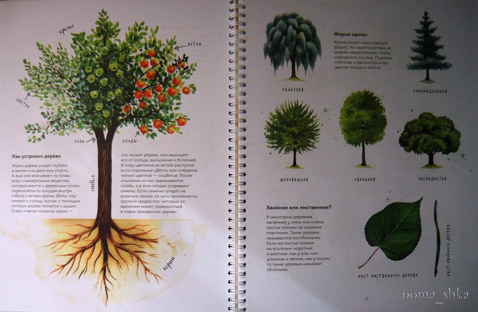 Редкие деревья книга. Книги про деревья для детей. Дерево с книгами. Книга из дерева. Листья деревьев книга.