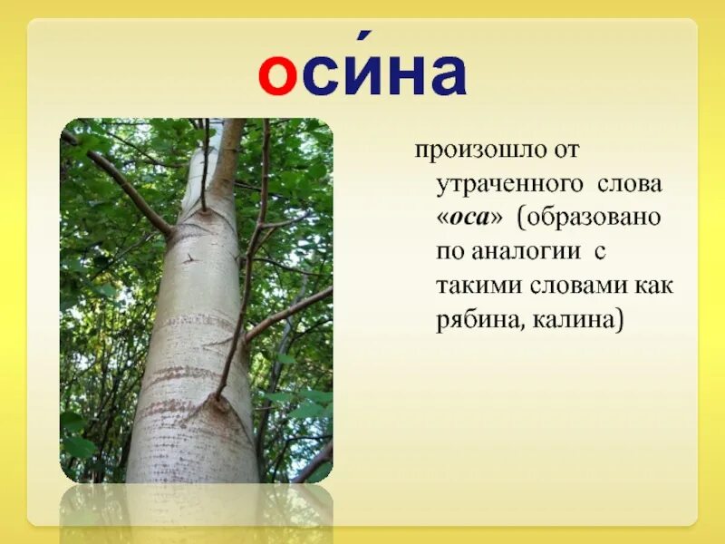 Слово Оса. Текст про осу. Осина от какого слова. Осина и Оса этимология слова.