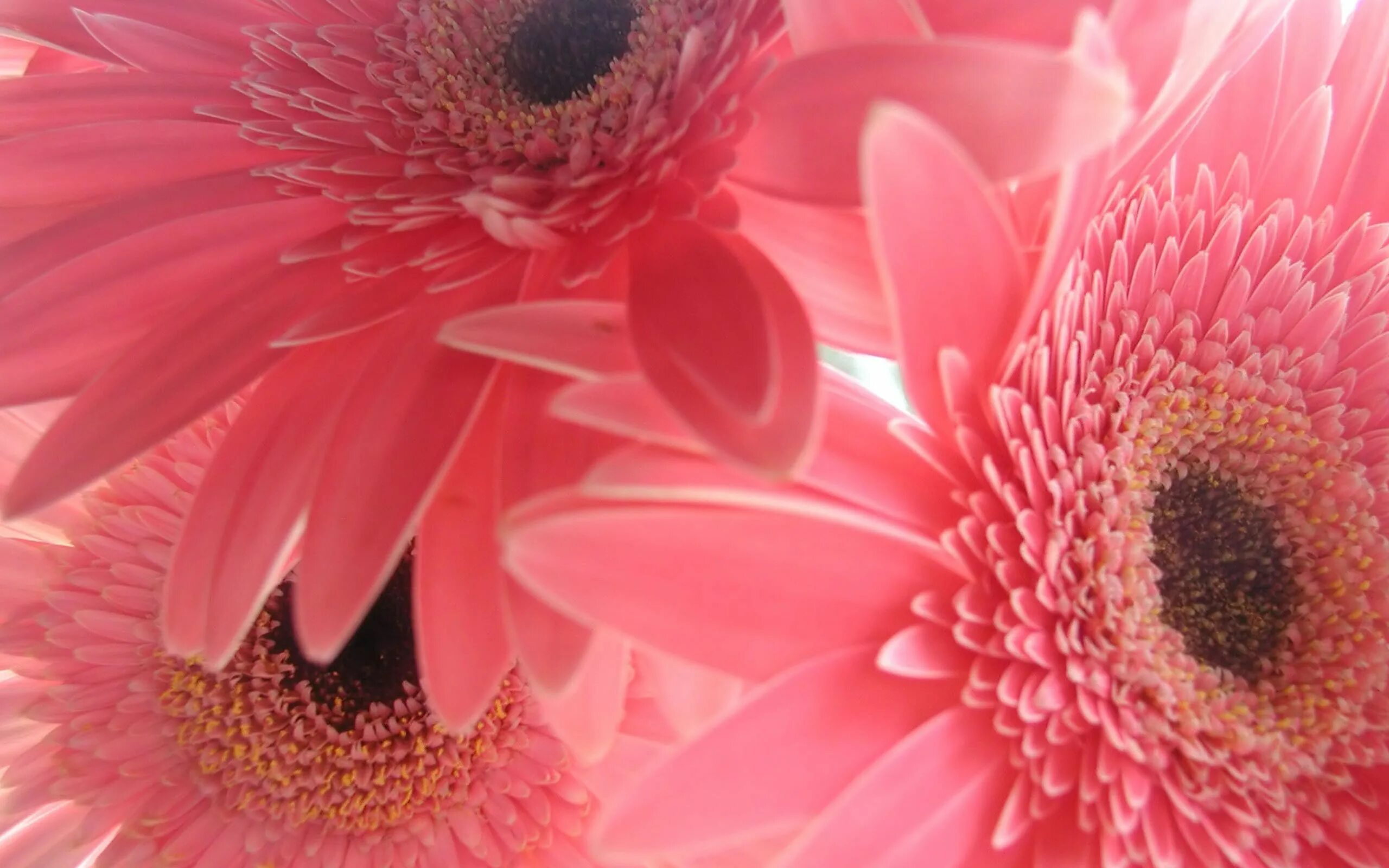 Красивые картинки на обои телефона цветов. Яркие цветы. Герберы. Герберы цветы. Розовые цветы.