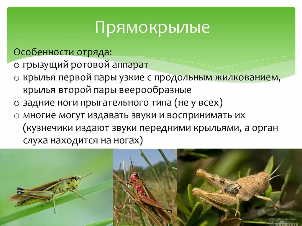 Три особенности насекомых. Отряд Прямокрылые биология 7 класс. Особенности прямокрылых насекомых. Представители отряда прямокрылых насекомых. Отряд Прямокрылые Крылья.