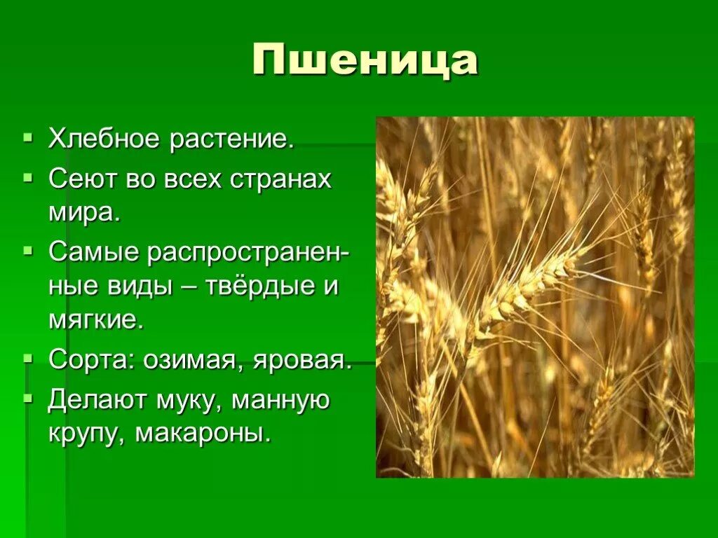 Книга о культурных растениях тема сообщения. Пшеница культурное растение. Сообщение о пшенице. Пшеница доклад. Сообщение на тему пшеница.